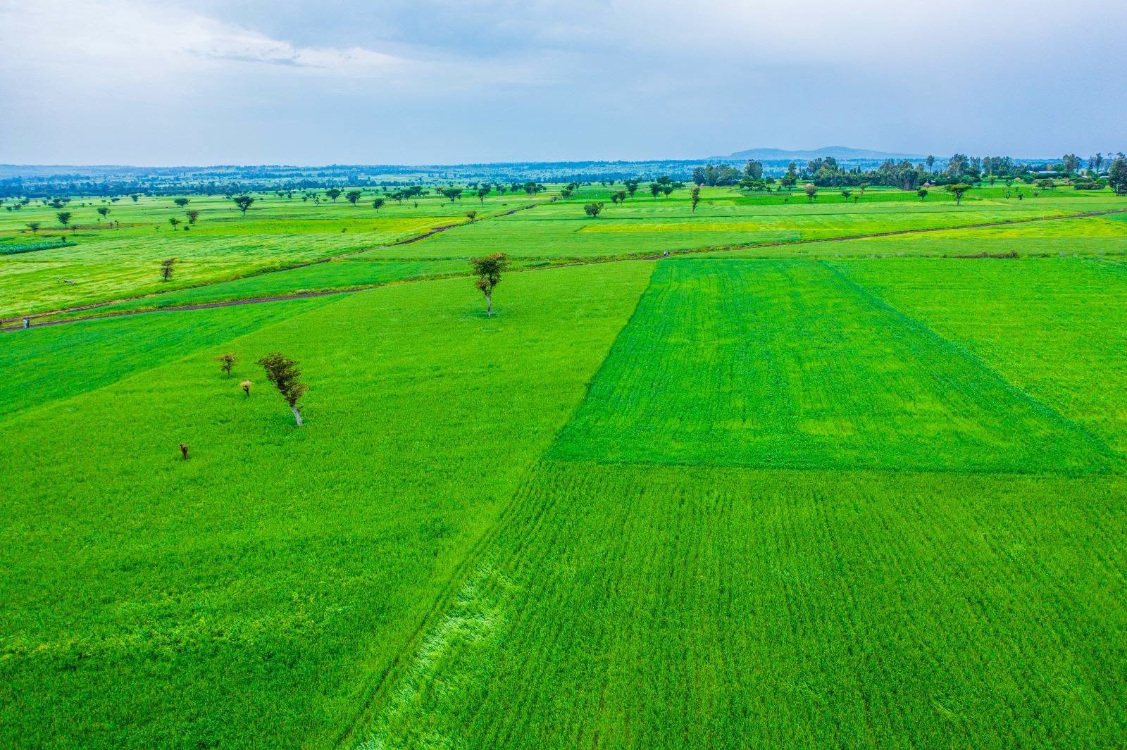 Wheat Development