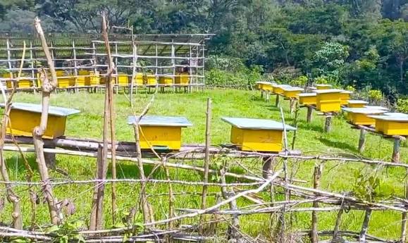 Beekeeping