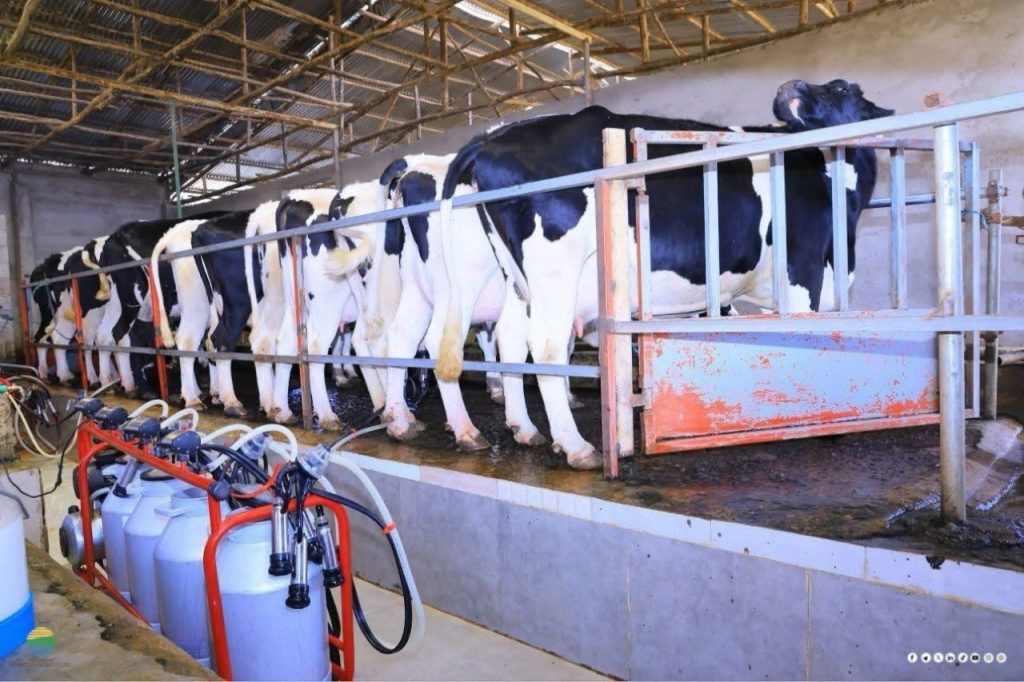 Cattle Development
