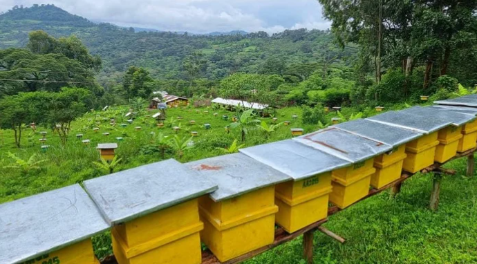 Honey Production