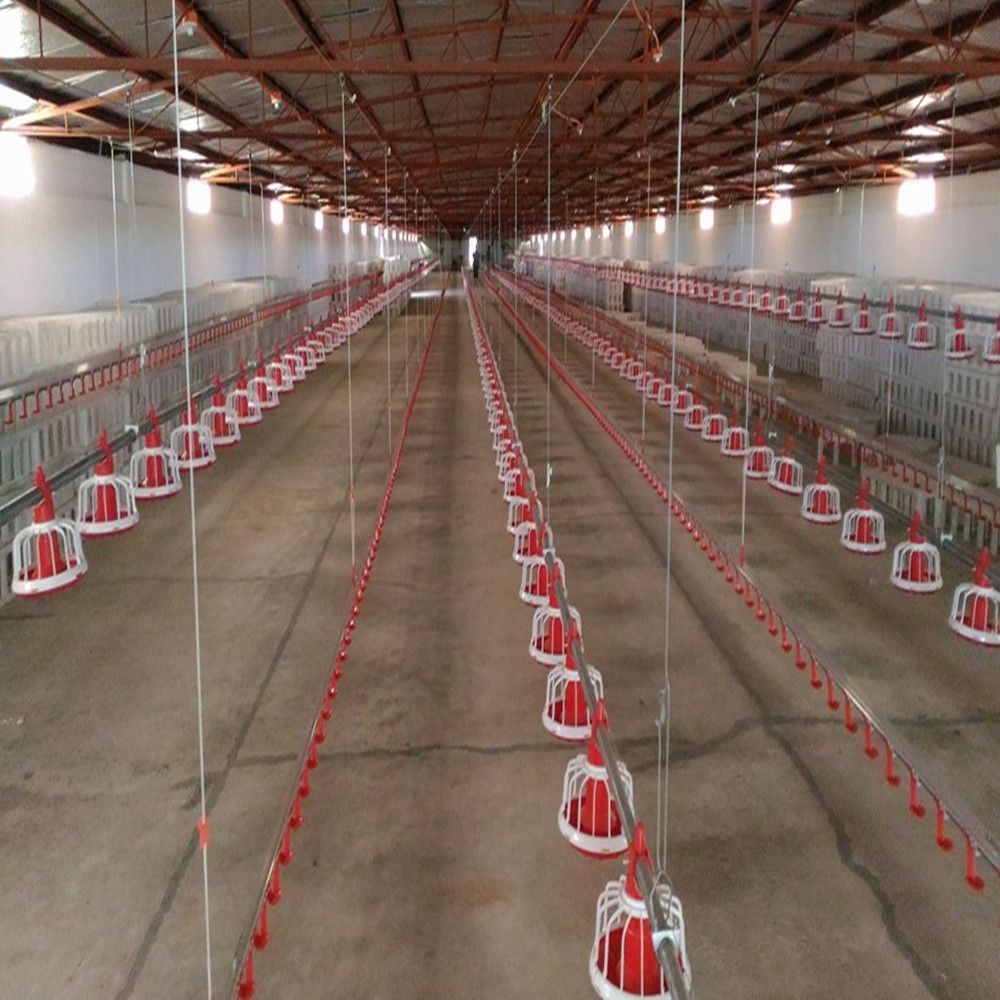 Poultry Development