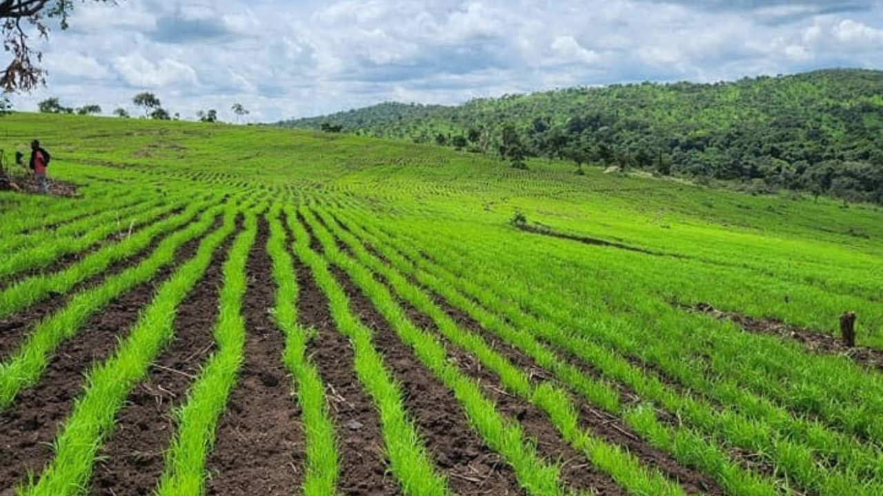 Rice Development