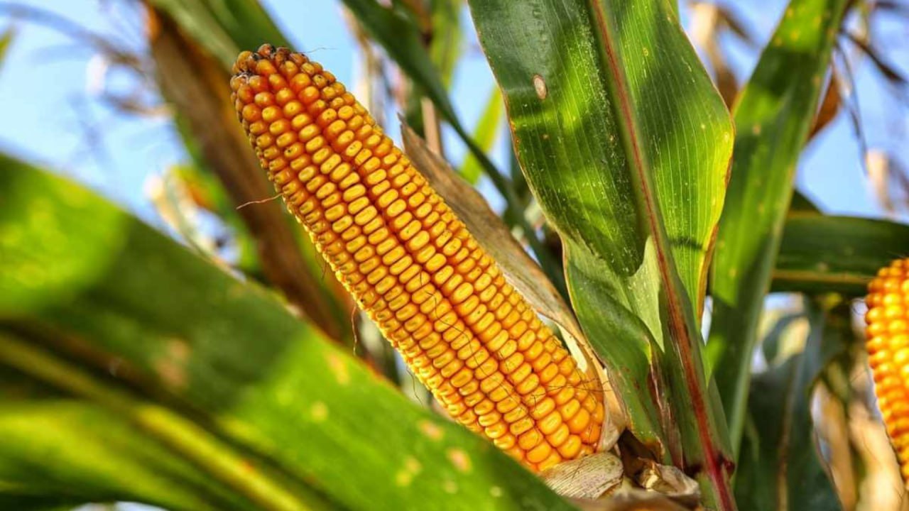 Agro process
